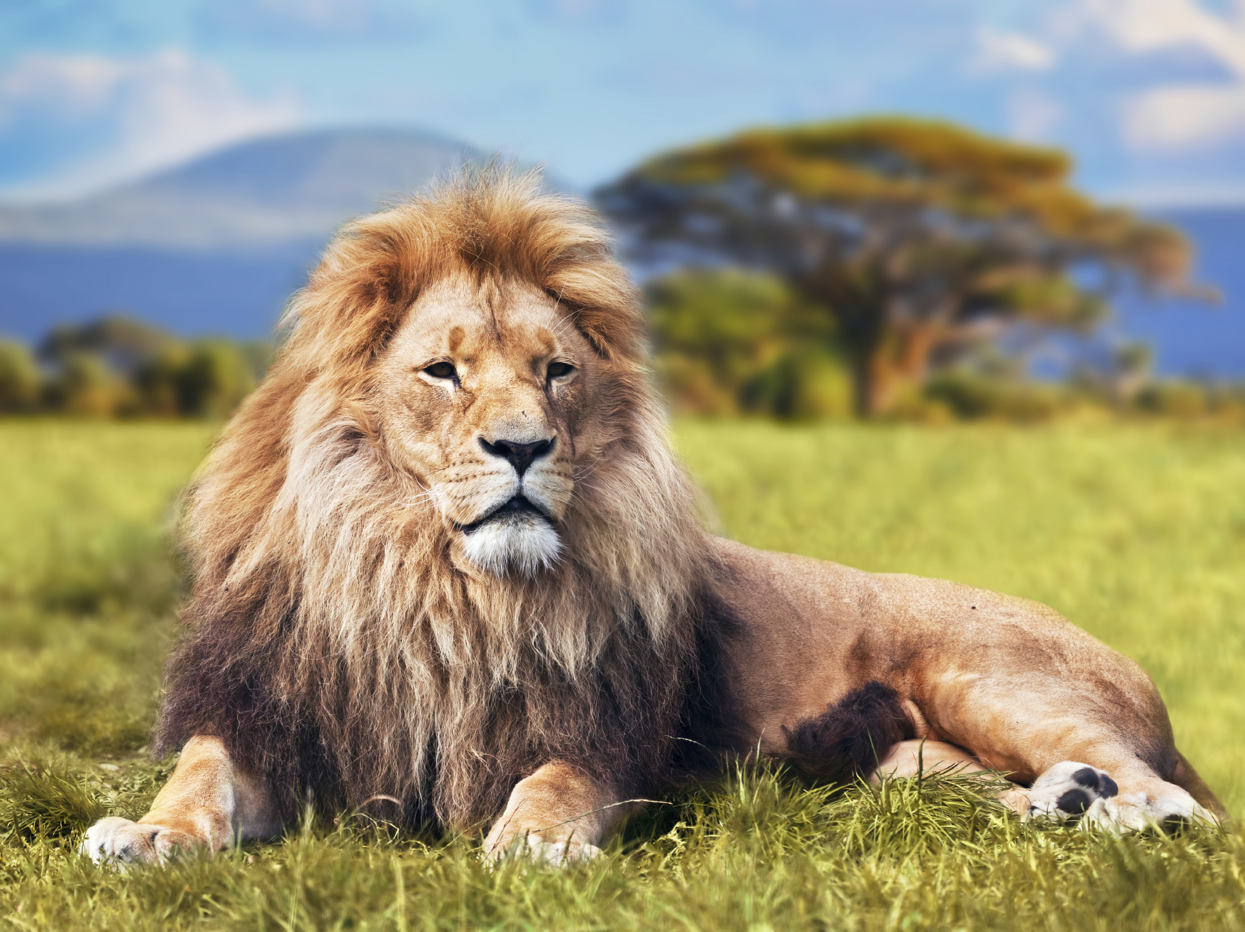 'Video thumbnail for Lions'