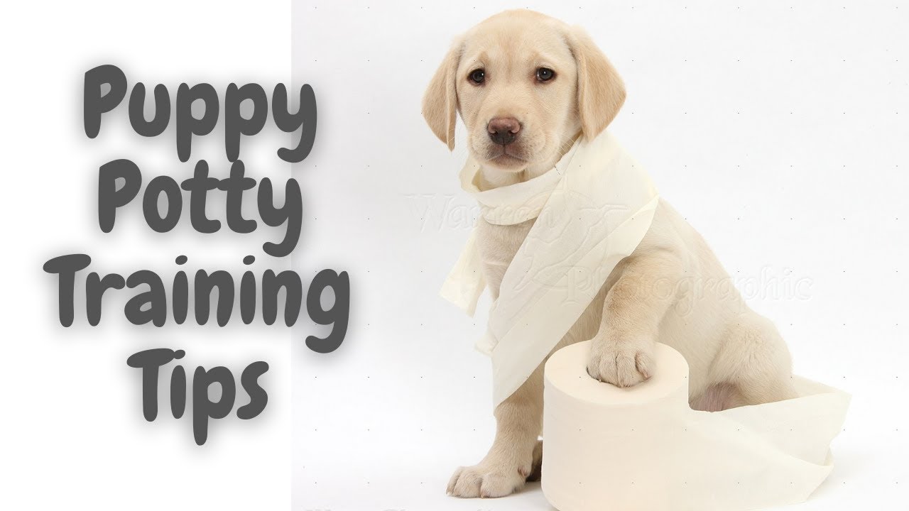 'Video thumbnail for Puppy Potty Training Tips For New And Experienced Dog Owners | Train Dog Videos | Dogsforest.com'