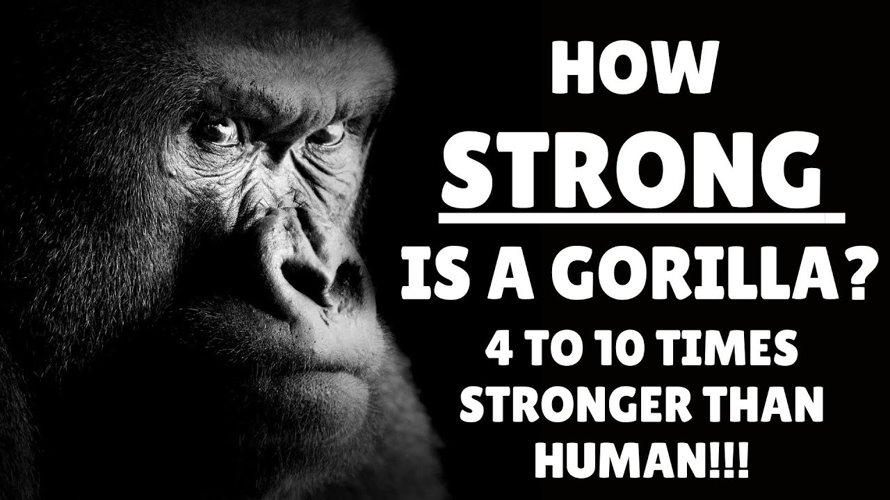 'Video thumbnail for How Strong is a Gorilla - Gorilla Strength - How Strong is a Silverback Gorilla'