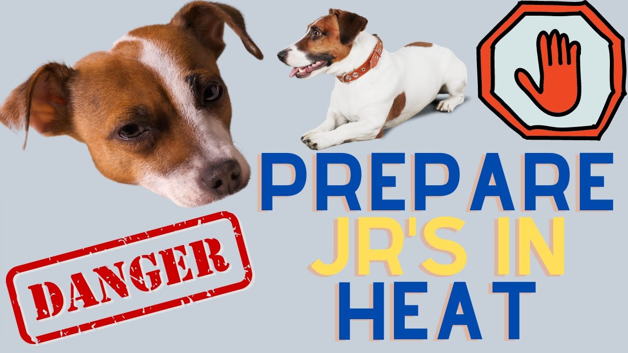 Video thumbnail for Preparing For Your Jack Russell Terrier To Be In Heat!