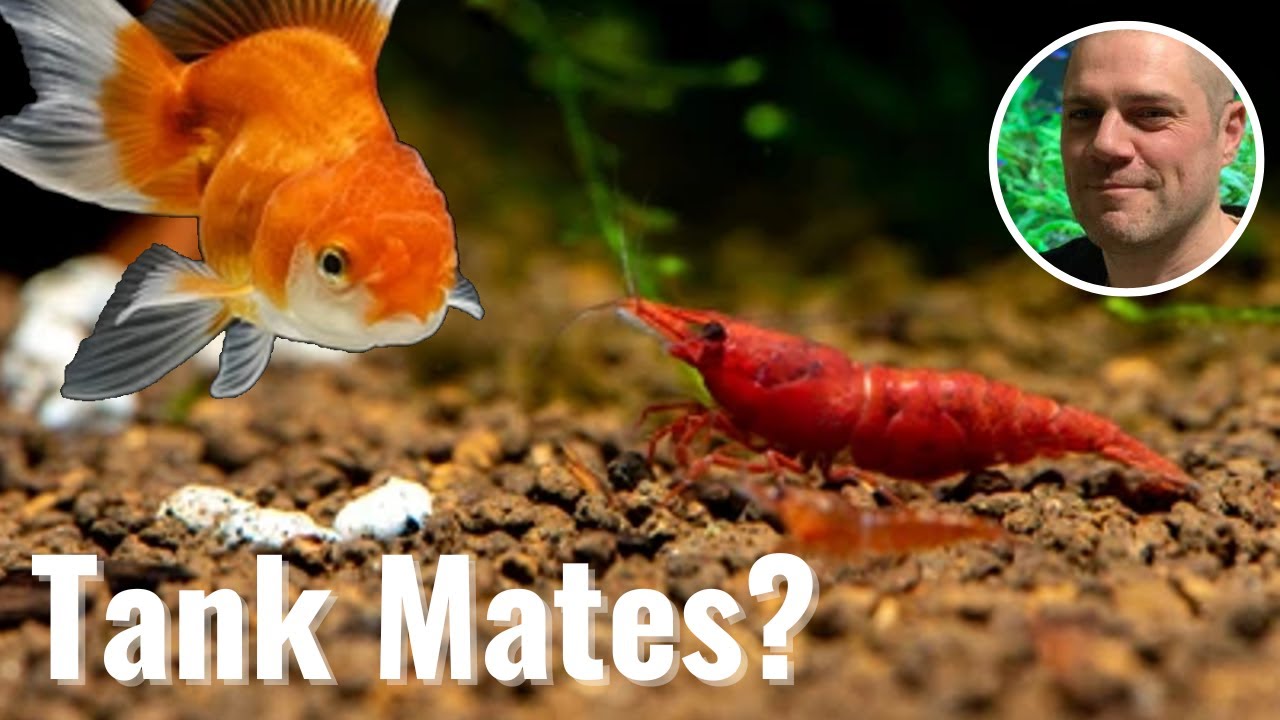 Video thumbnail for Can Red Cherry Shrimp Live With Goldfish? WILL IT WORK OR WILL THE GOLDFISH EAT ALL THE SHRIMP???