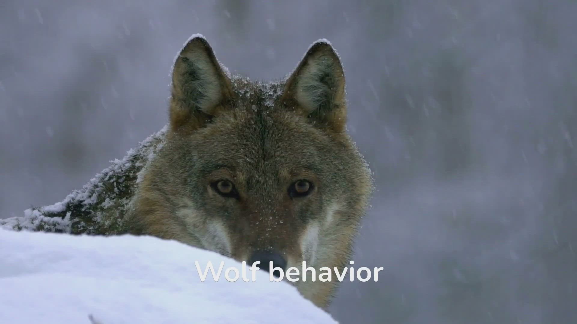 'Video thumbnail for Uncovering the Fascinating Behaviors of Wolves'