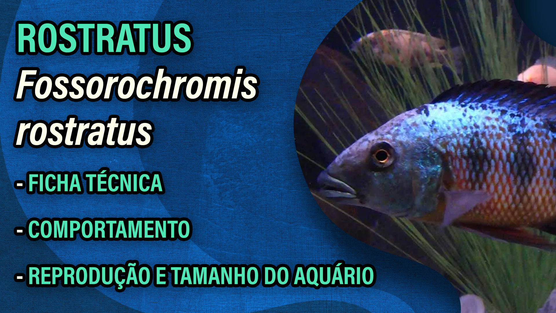 Video thumbnail for Rostratus (Fossorochromis rostratus) - Guia Rápido de Cuidados
