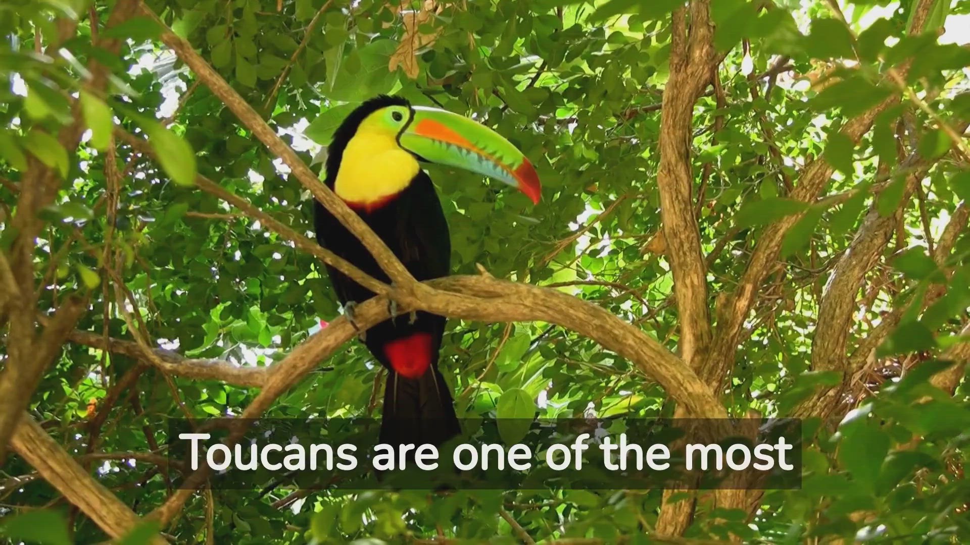 'Video thumbnail for The Colourful Life of a Toucan: What You Need to Know!'