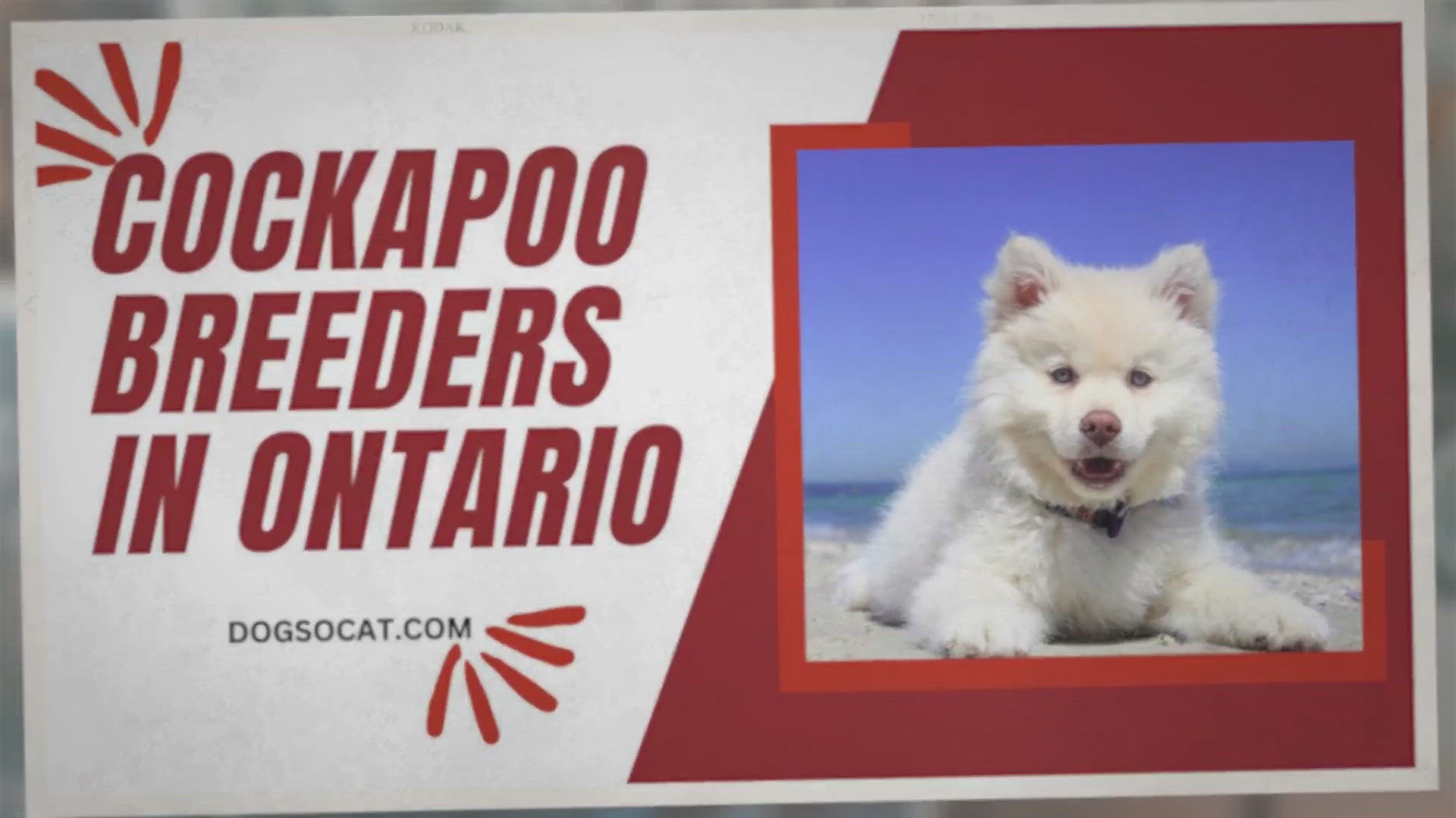 Video thumbnail for Cockapoo Breeders in Ontario