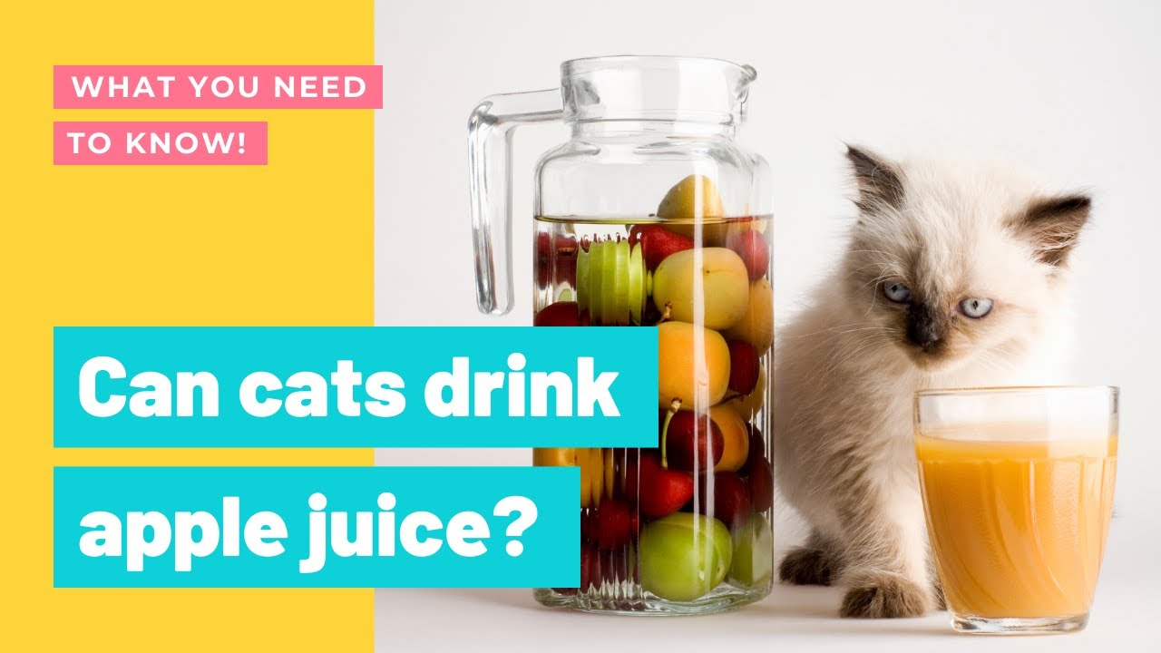 Video thumbnail for Can Cats Have Apple Juice or Not? Everything You Need to Know!