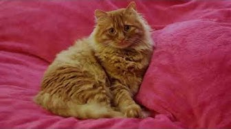 Video thumbnail for 10 COOL CAT NAMES