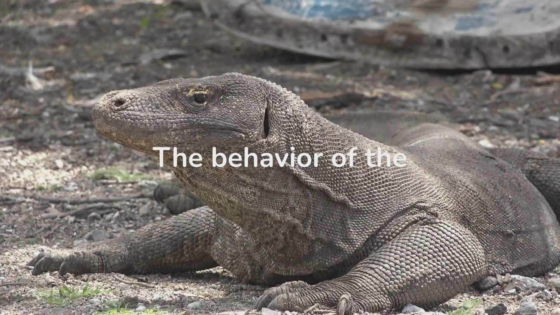 'Video thumbnail for Komodo Dragon Behavior'