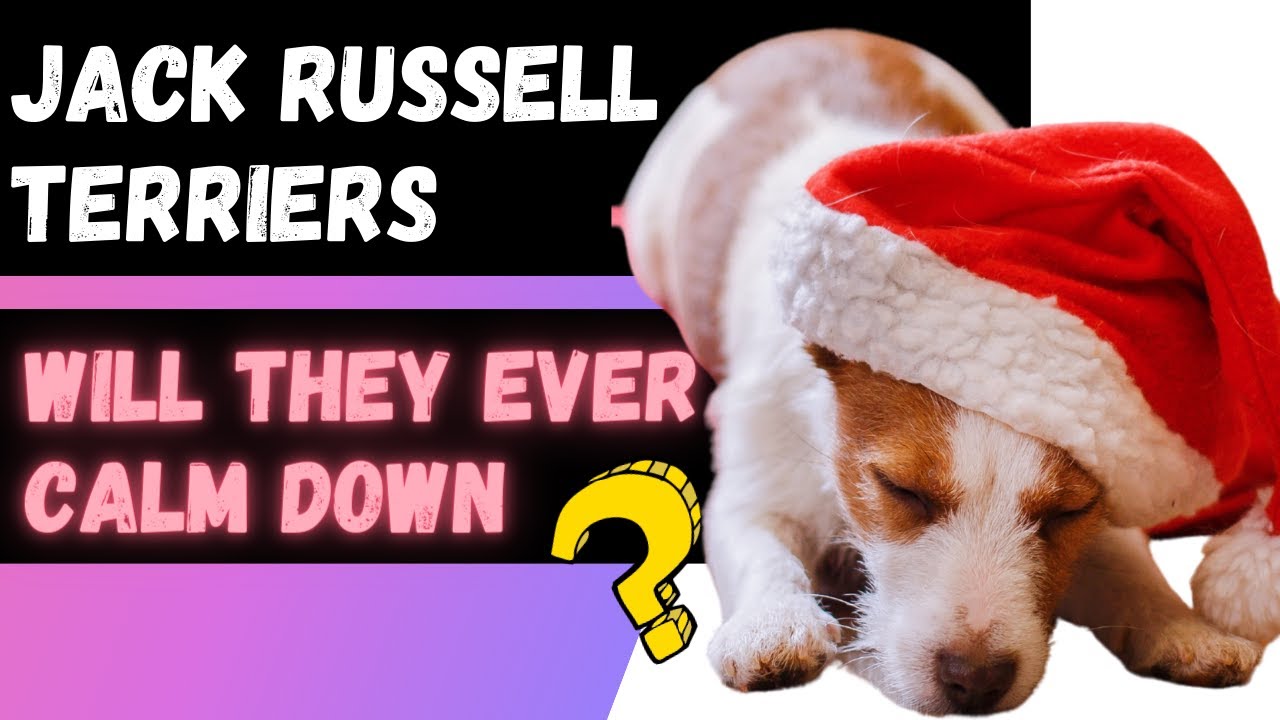Video thumbnail for Do Jack Russell Terriers Ever Calm Down (Here's The Truth)