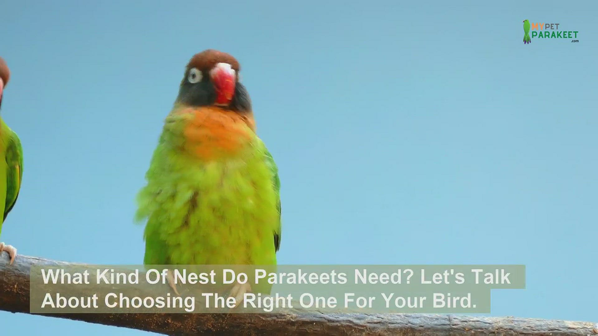 Video thumbnail for What Kind Of Nest Do Parakeets Need? Choosing The Right One