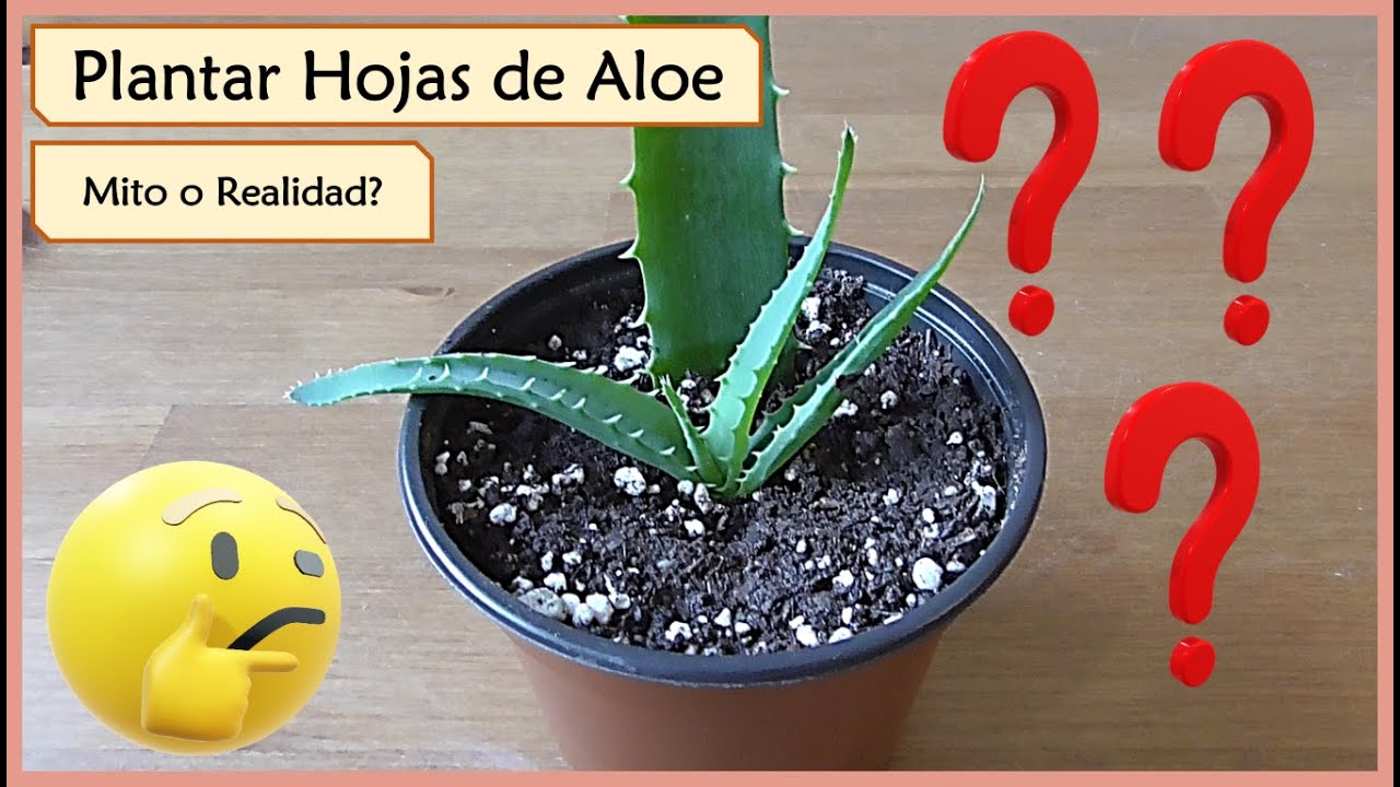 Video thumbnail for ✔️ Reproducir Aloe Vera 🌱 a partir de una Hoja 🍃