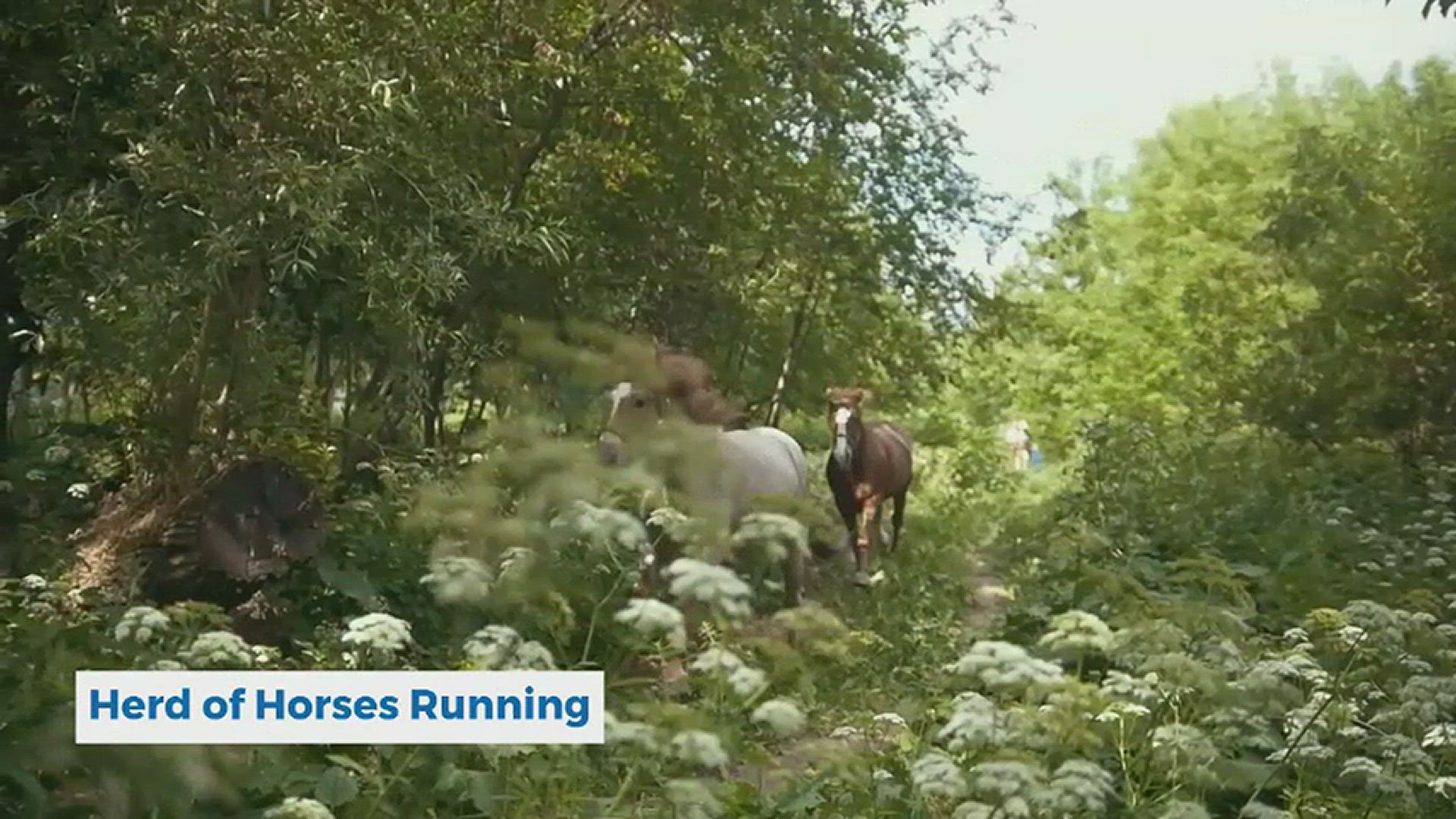 Video thumbnail for Nature Relaxation - Herd of Horses Running