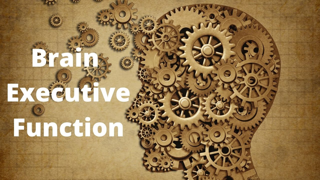 'Video thumbnail for What Part of the Brain Controls Executive Function'