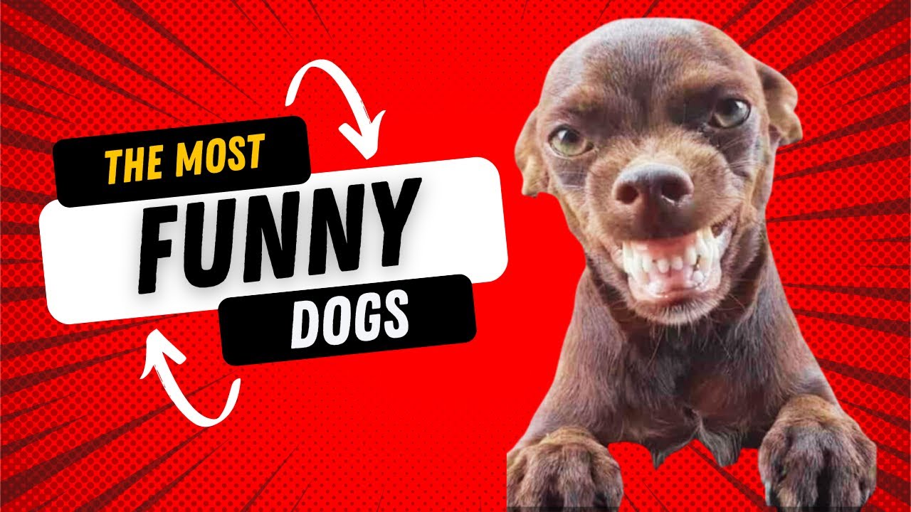 Video thumbnail for The Best Dog Funny Videos of 2023 😂 Hilarious Dogs Compilation