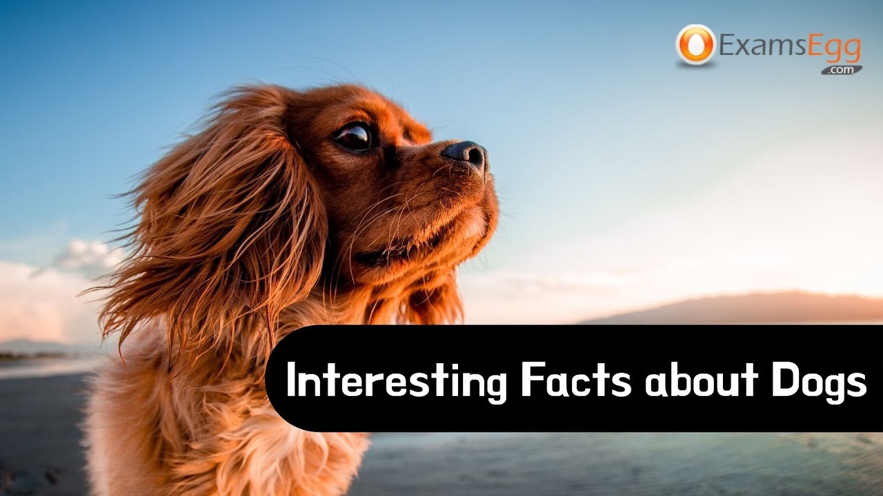 'Video thumbnail for 9 Interesting Facts about Dogs | random facts about dogs'