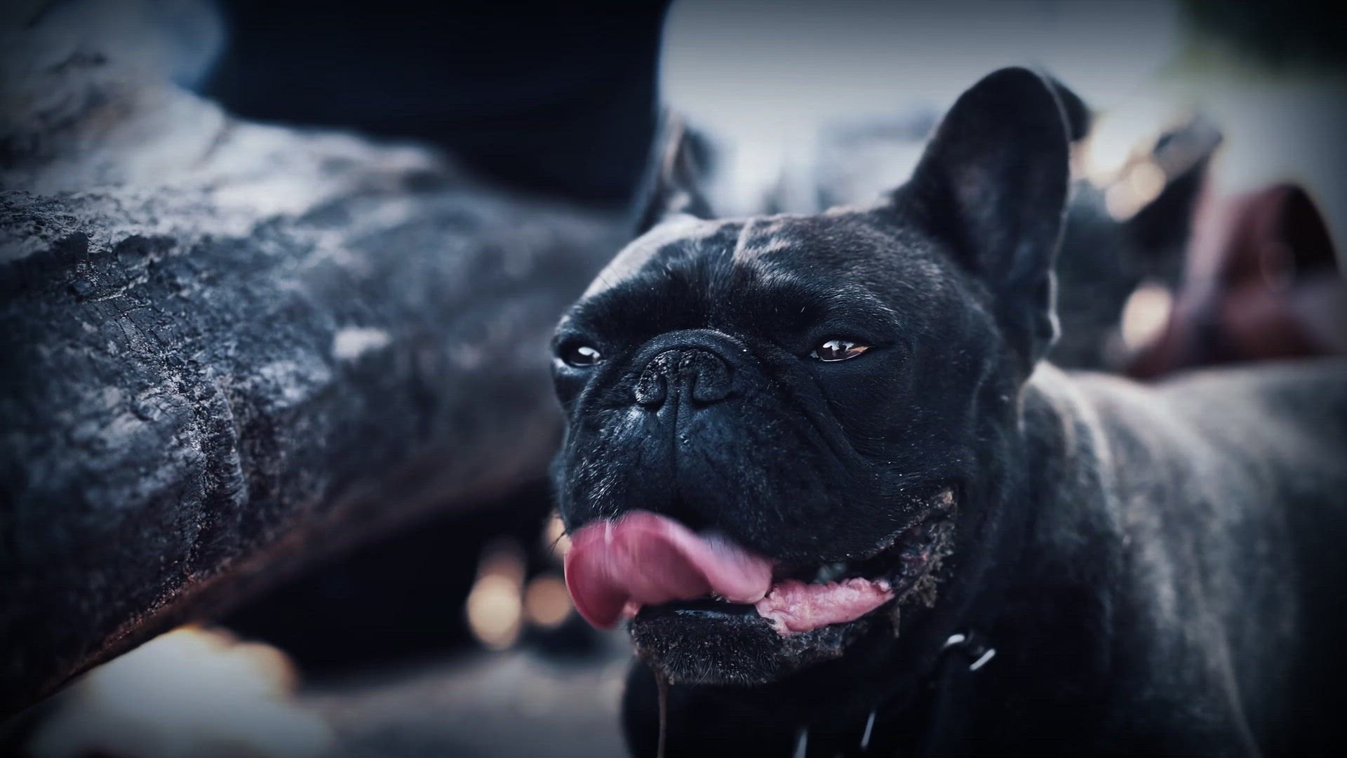 Video thumbnail for Why Is My French Bulldog Breathing So Fast?