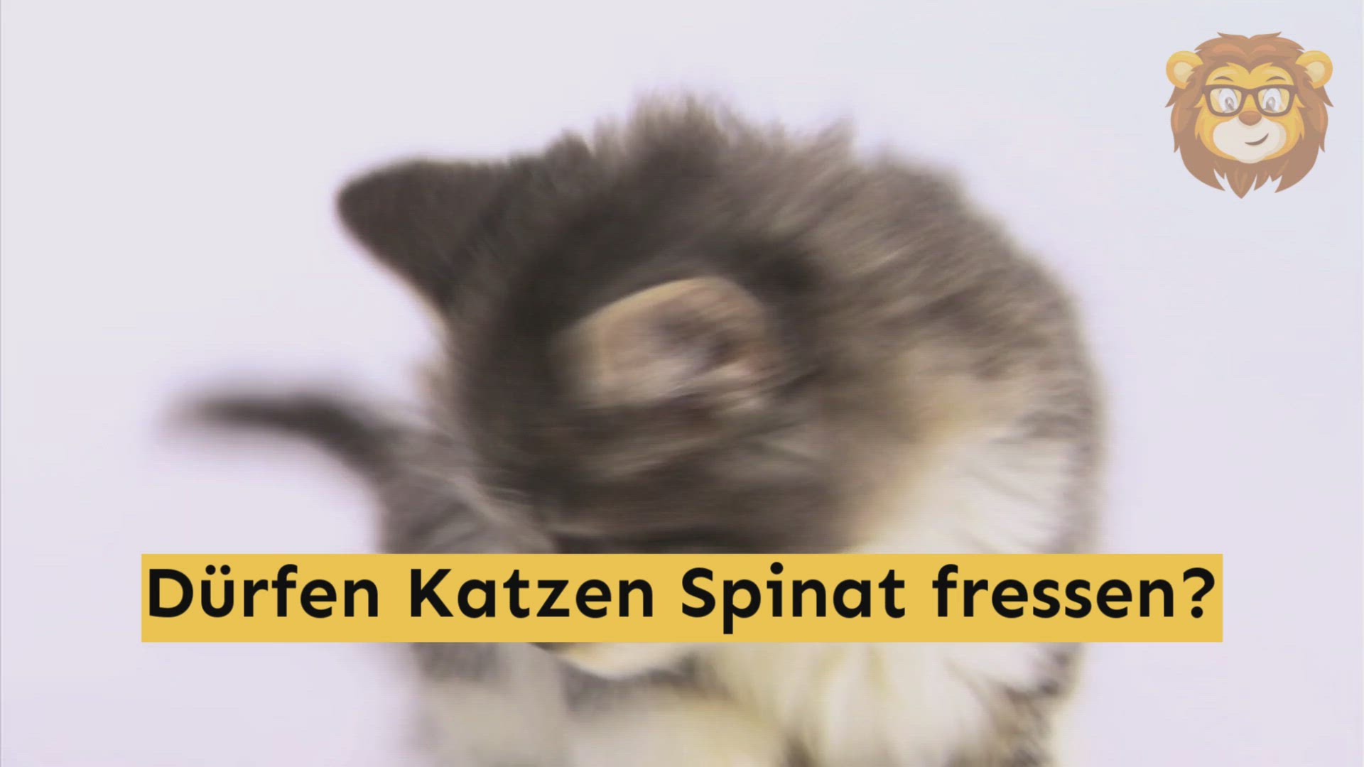 Video thumbnail for Dürfen Katzen Spinat essen?