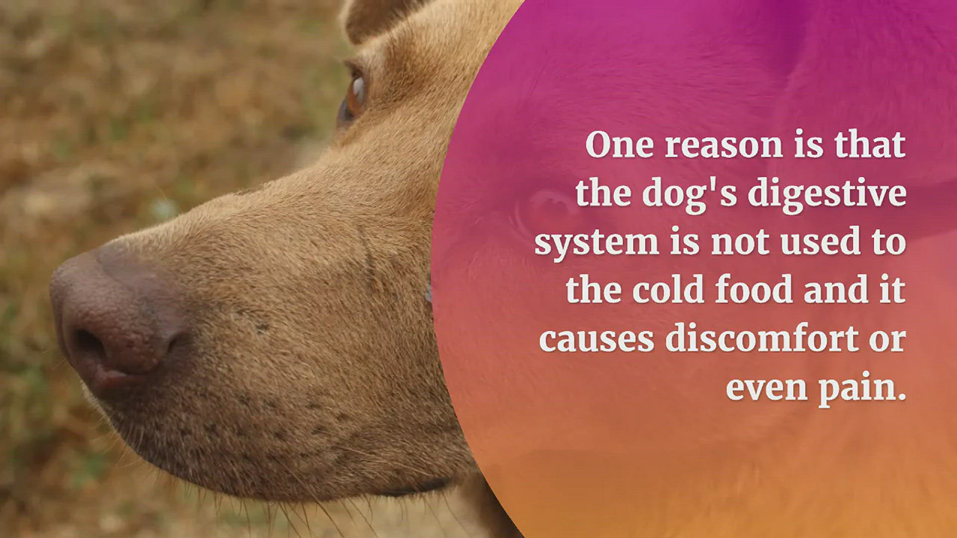 Video thumbnail for Why Dogs Throw Up After Eating Something Cold