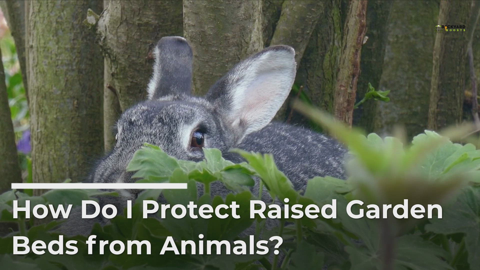 Video thumbnail for How to Protect Your Garden From Animals