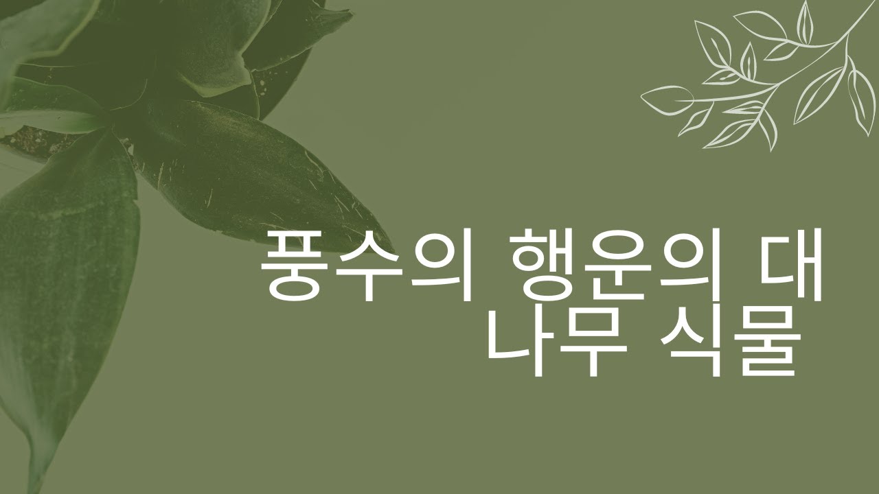 'Video thumbnail for 풍수의 행운의 대나무 식물'