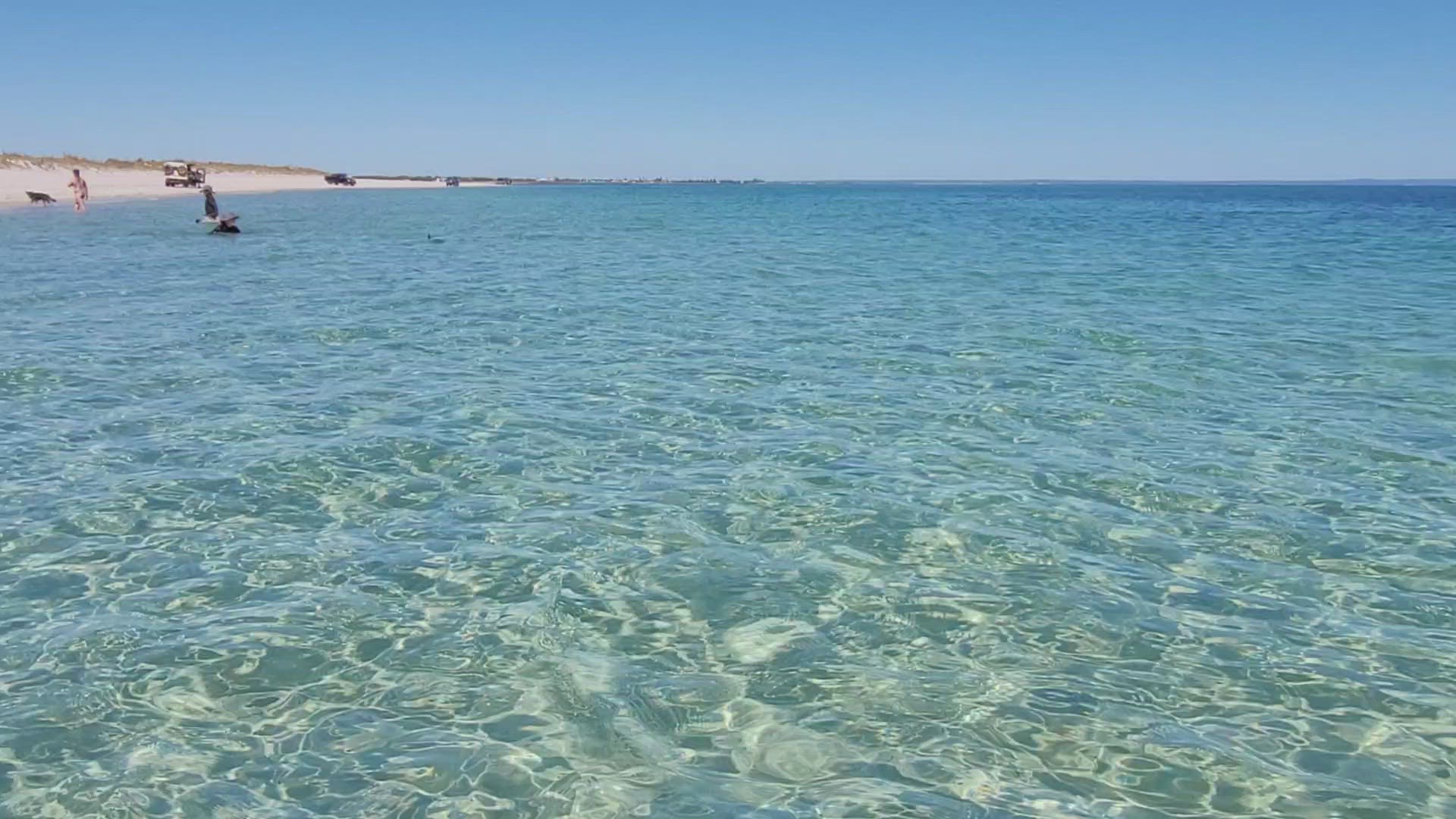 Video thumbnail for Dolphins swimming along Busselton Beach, Western Australia