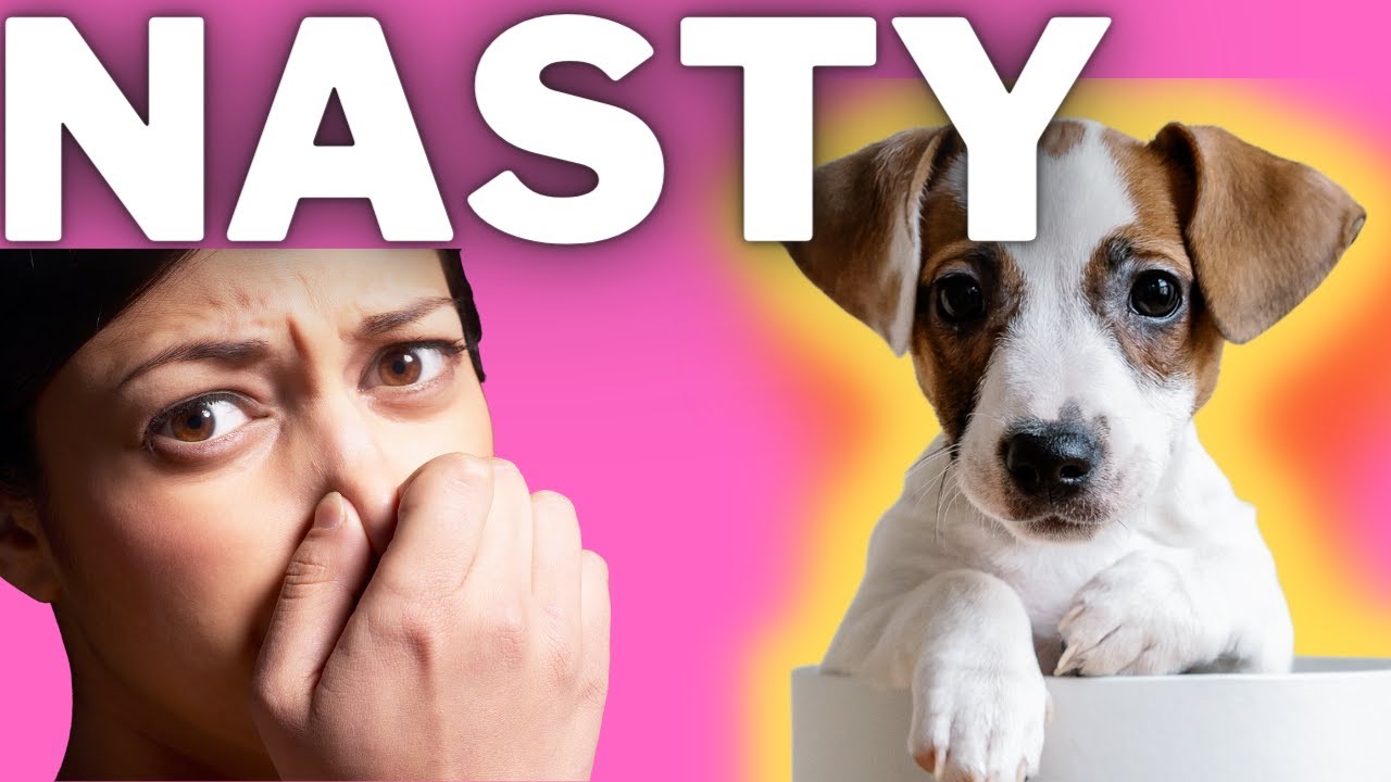 Video thumbnail for The Dangers Of Fleas and Ticks: Jack Russell Terriers: Preventing & Treating Fleas and Ticks