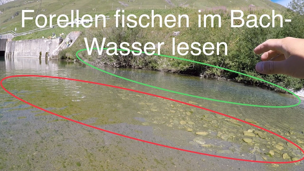 Video thumbnail for Forellen finden im Fliessgewässer, das Wasser lesen
