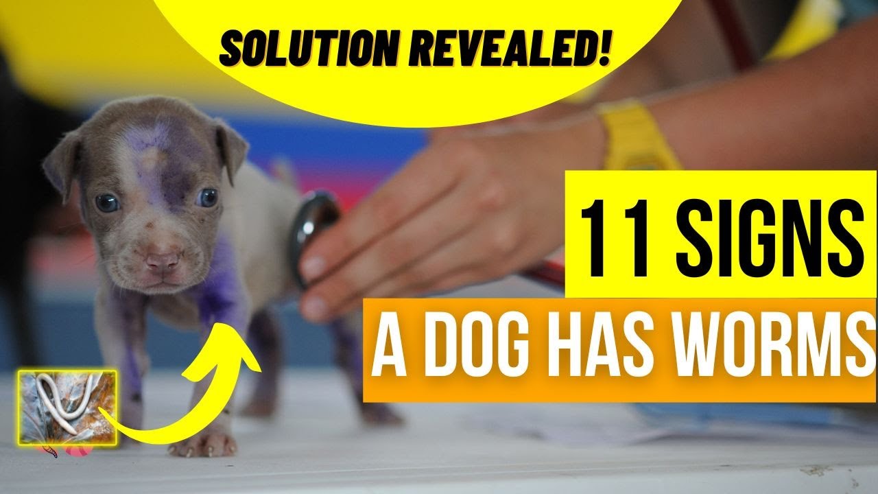 'Video thumbnail for 11 Signs Your Dog Has Worms (With Tips To Handle) | Vet Shares | Dog Health Problems | PetsMond'