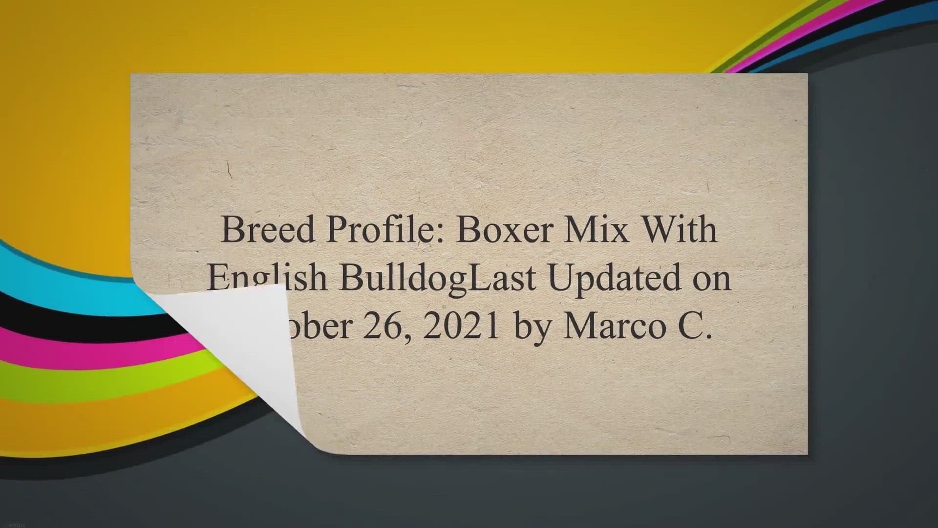 Video thumbnail for Breed Profile: Boxer Mix With English Bulldog