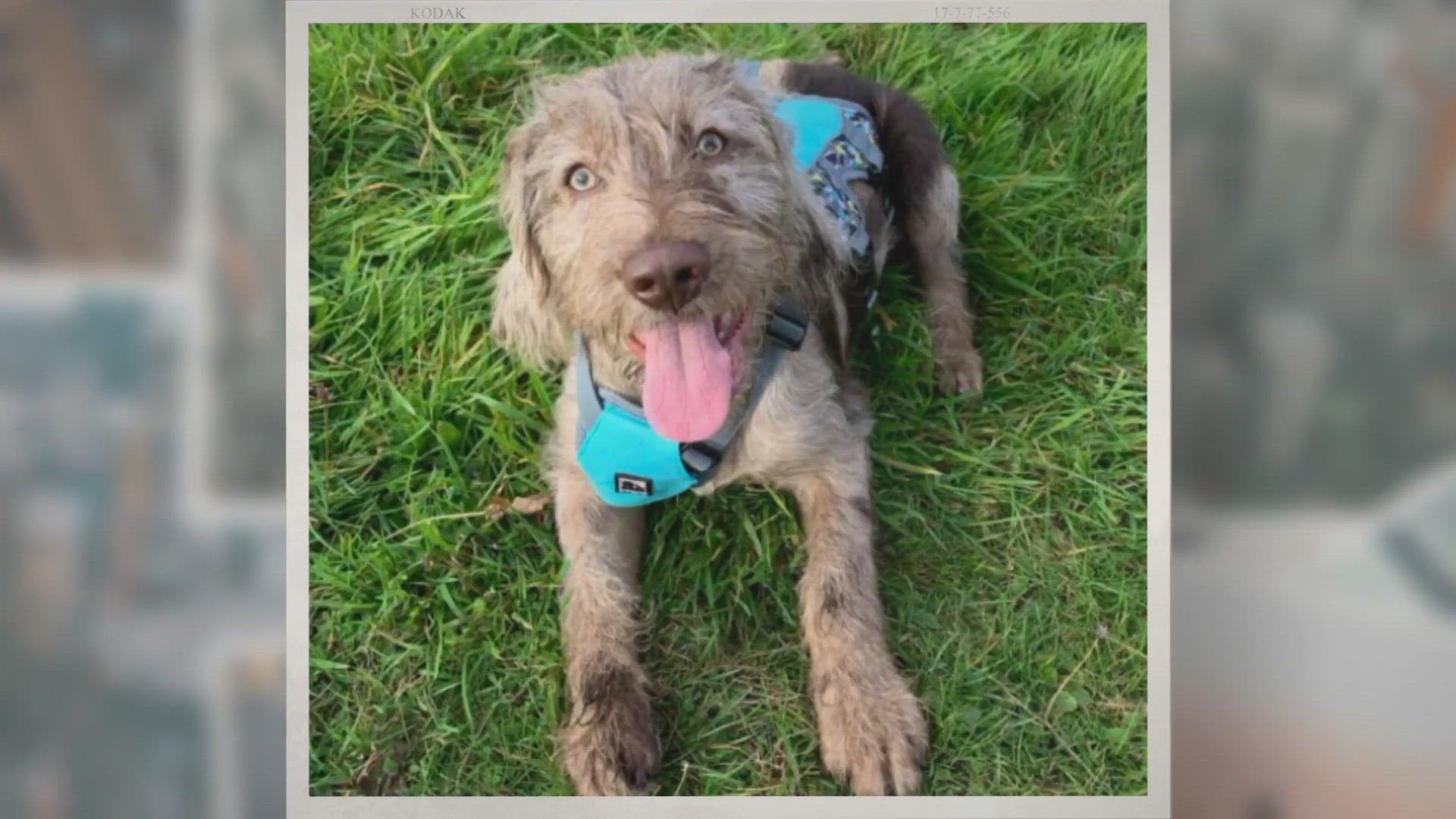 Video thumbnail for Merle Labradoodles – Attractive Dogs With a Risk!