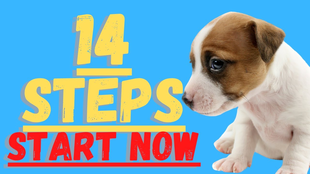 Video thumbnail for Jack Russell Terriers (14 Critical Steps To Follow To Prepare For Your Jack Russel) Don't Skip These