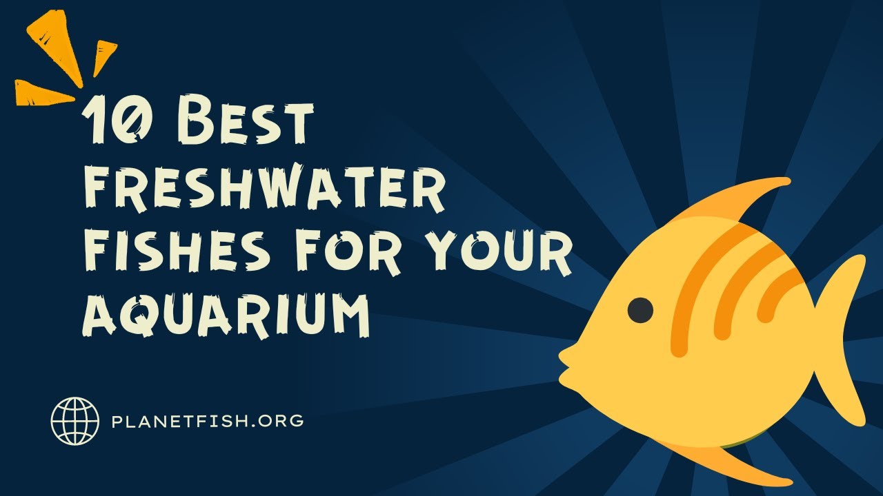 Video thumbnail for 10 Best fresh water aquarium fishes for your fish tank