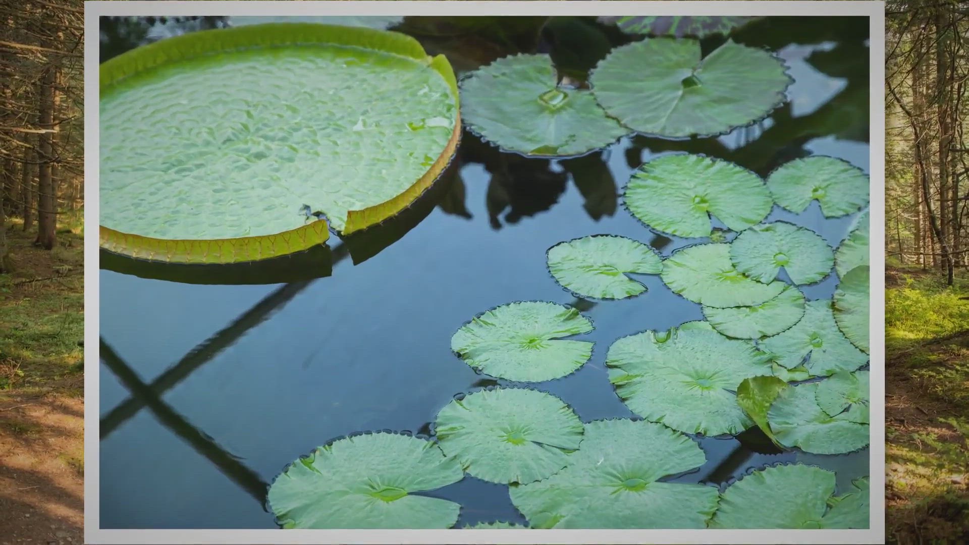 Video thumbnail for How to Easily Drain a Pond (With or Without a Pump)