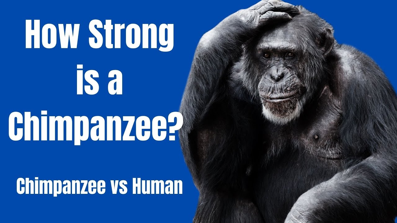 'Video thumbnail for How Strong Is A Chimpanzee - Chimpanzee Strength - Chimpanzee vs Human'