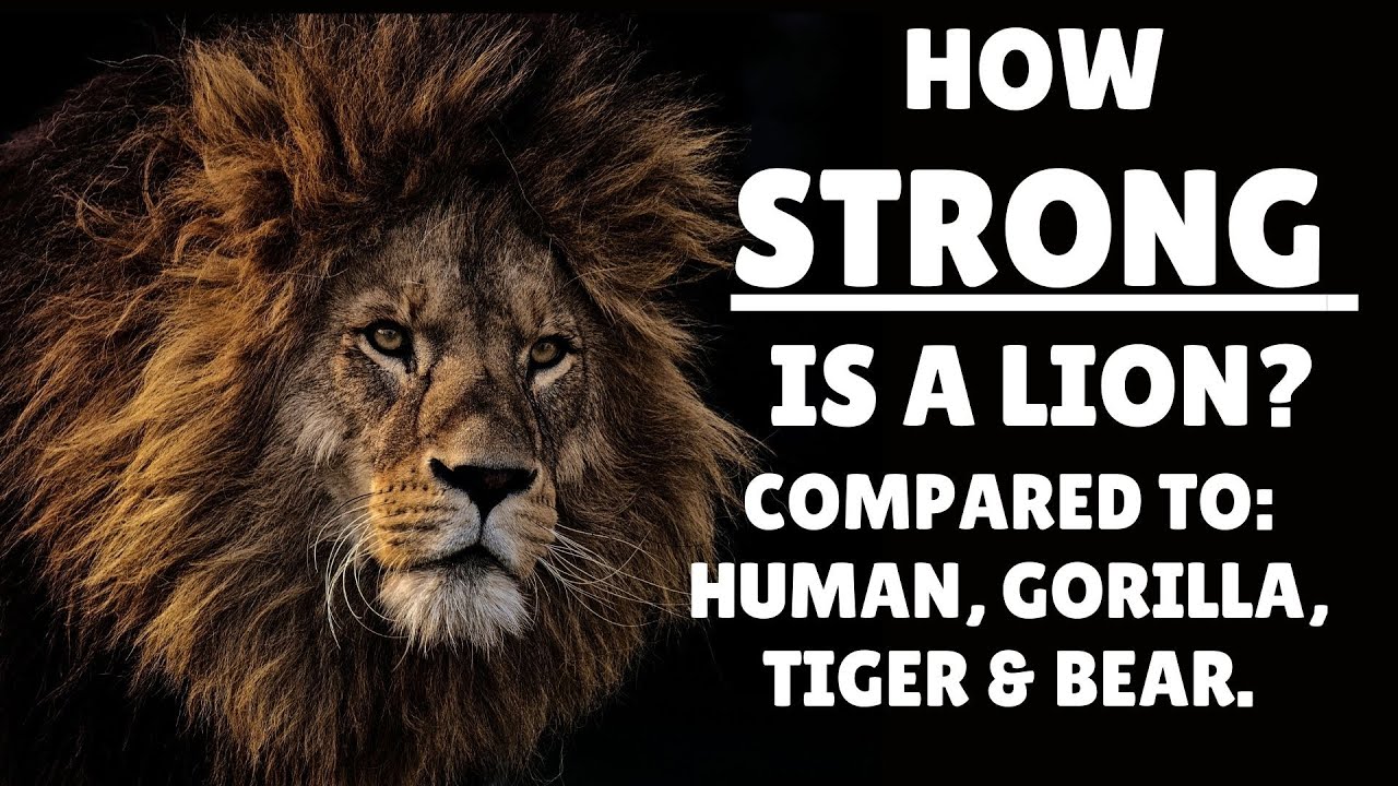 Video thumbnail for How Strong is a Lion - Lion Strength
