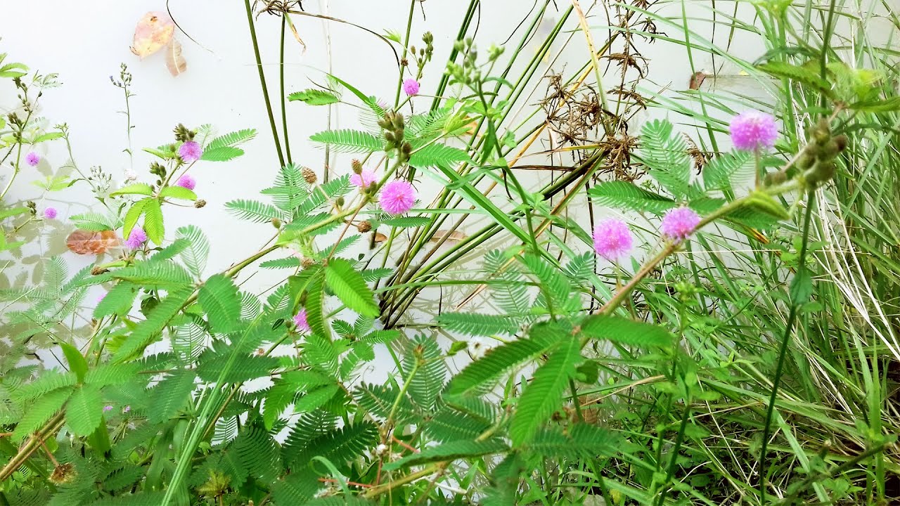 Video thumbnail for Seismonastic movement of touch me not plant/makahiya (Mimosa pudica)