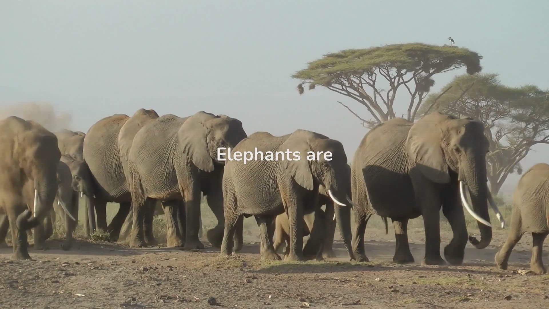 'Video thumbnail for Elephant Behavior'