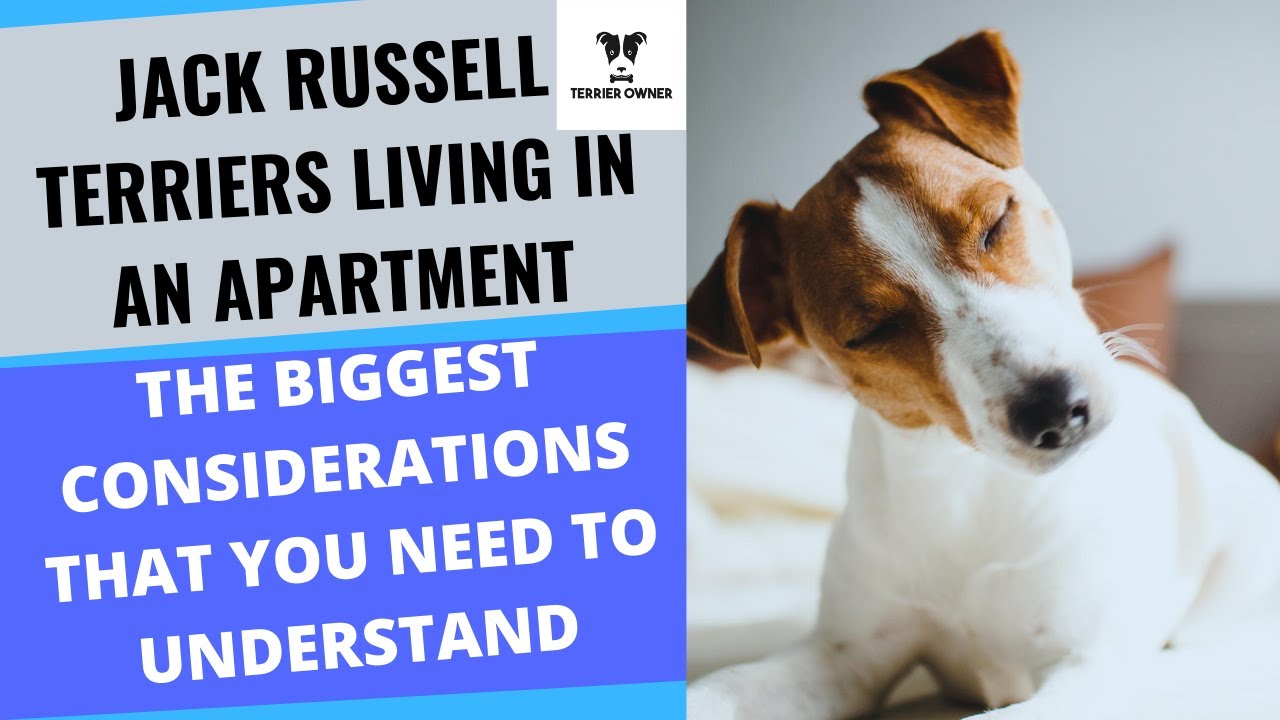 Video thumbnail for Jack Russell Terriers Living In Apartments