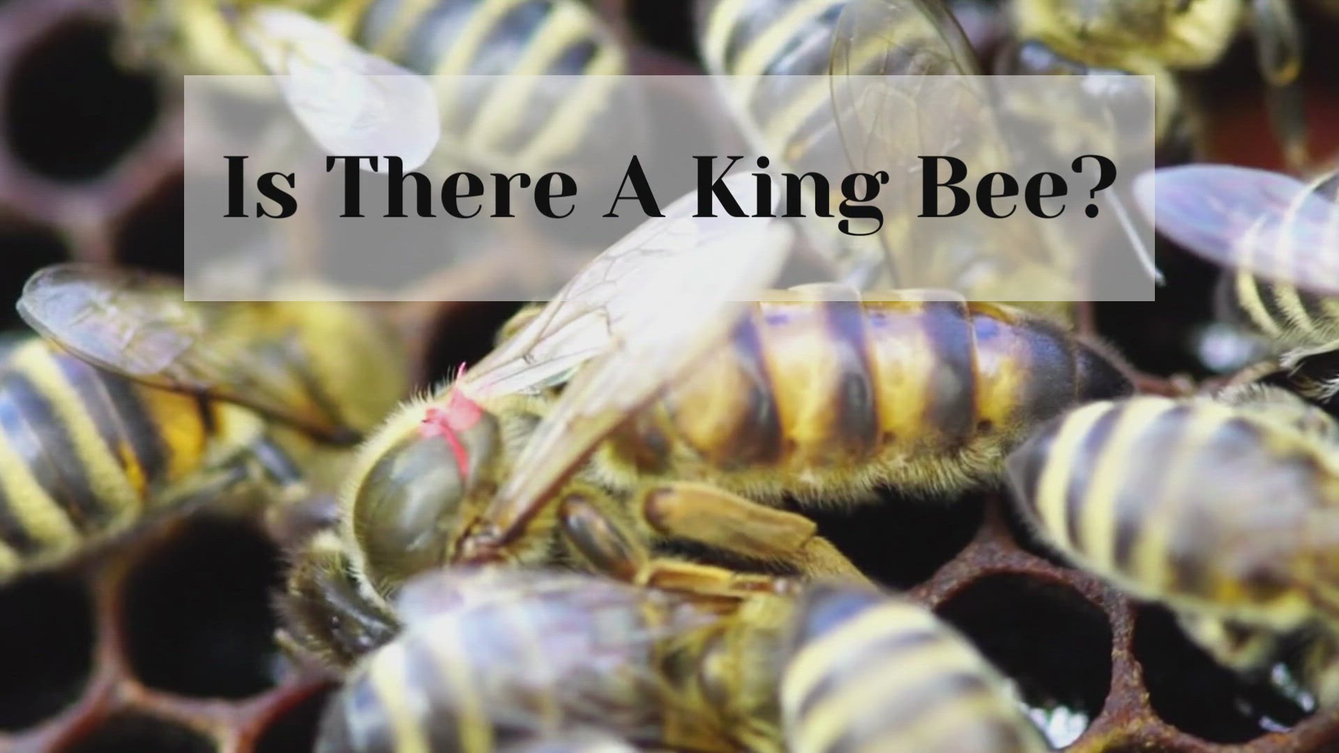 Video thumbnail for Is There A King Bee?