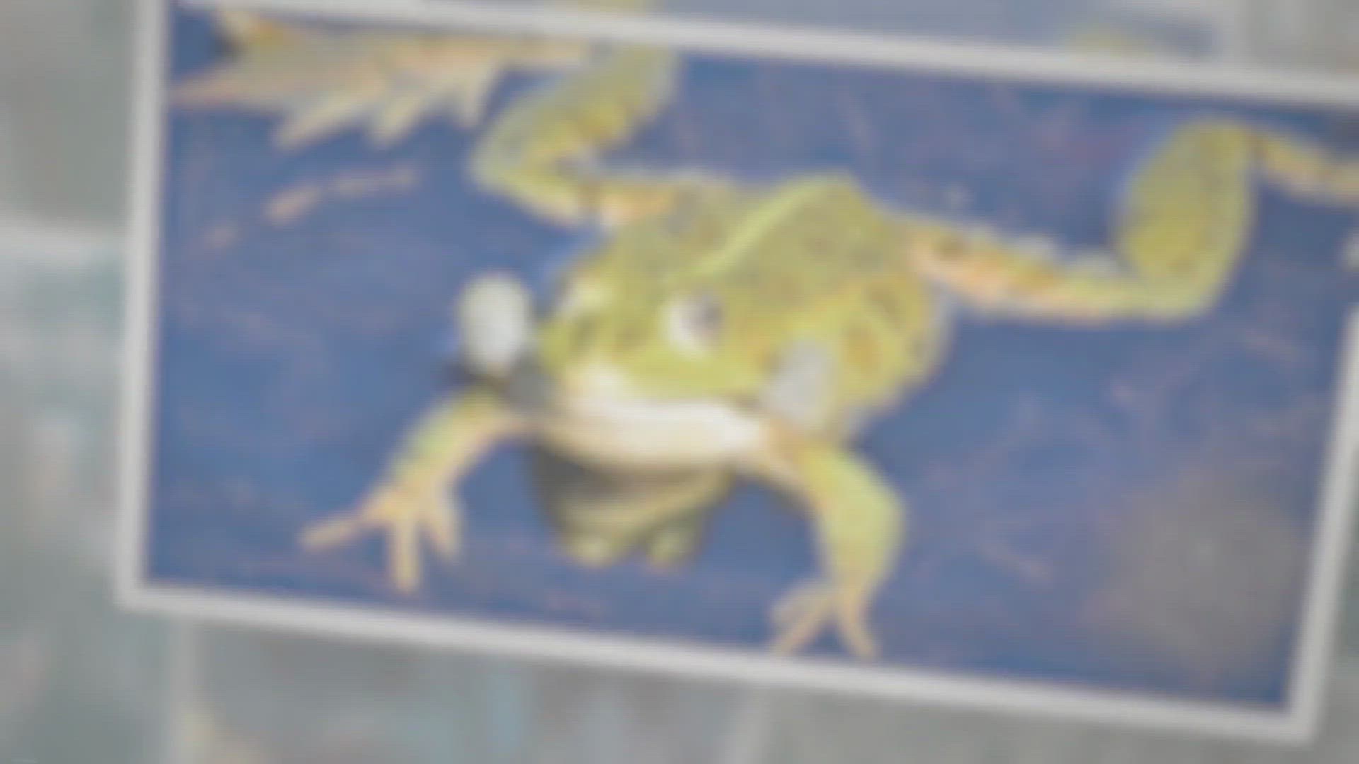 'Video thumbnail for Are Frogs Omnivores?'