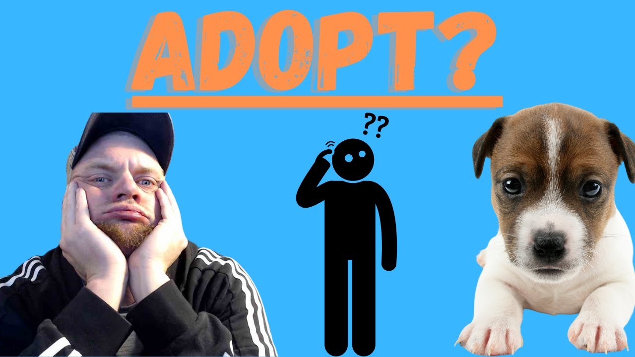 Video thumbnail for Adopting A Jack Russell Terrier (Should You Do Adopt A Dog Or A Jack Russell Terrier)
