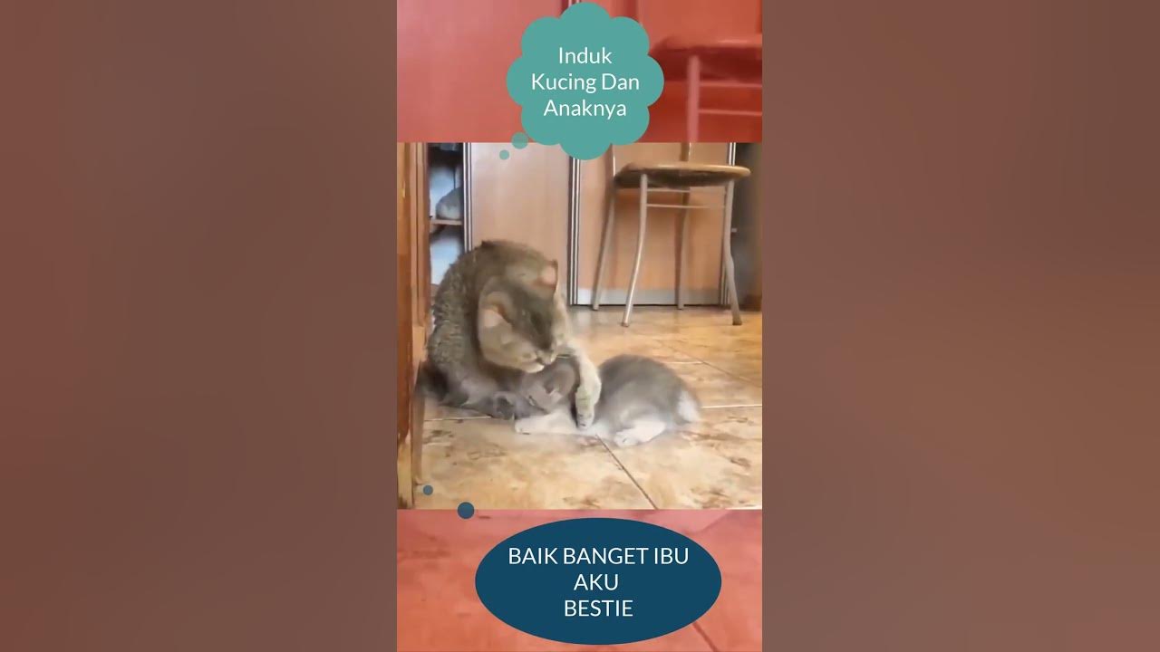 Video thumbnail for BAIK BANGET IBU AKU BESTIE #shorts