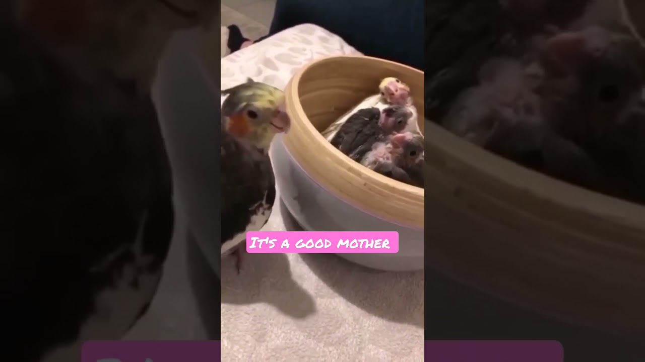 Video thumbnail for Fomale cockatiel parrot manipulate her young