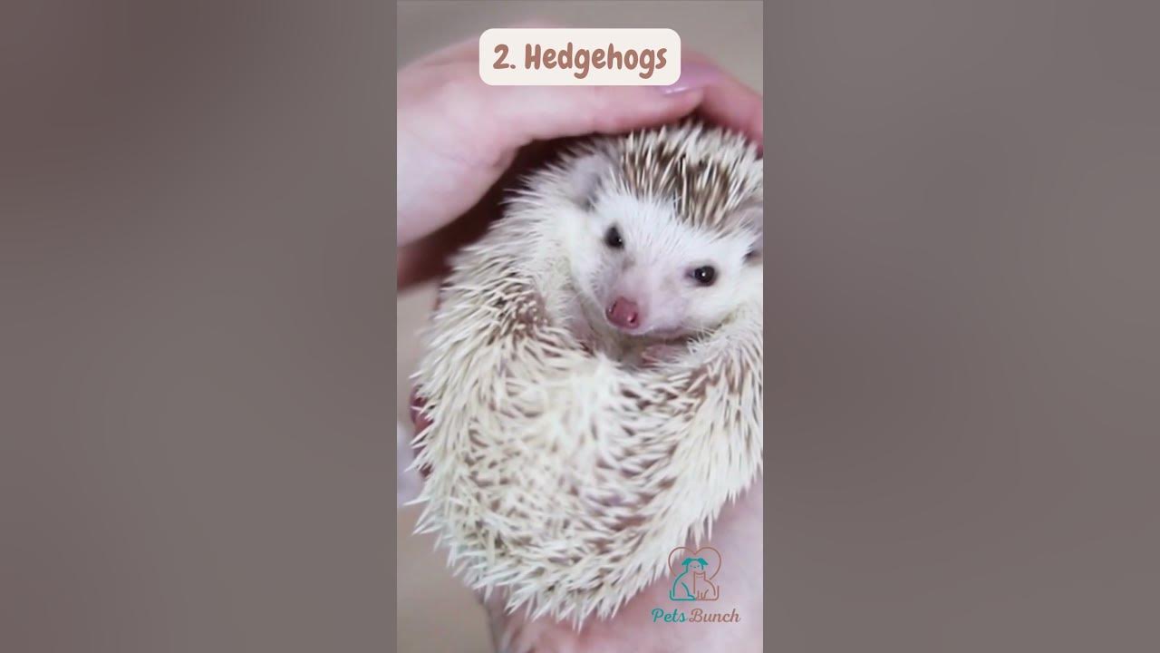 Video thumbnail for 5 Unusual & Friendly Pets #Shorts