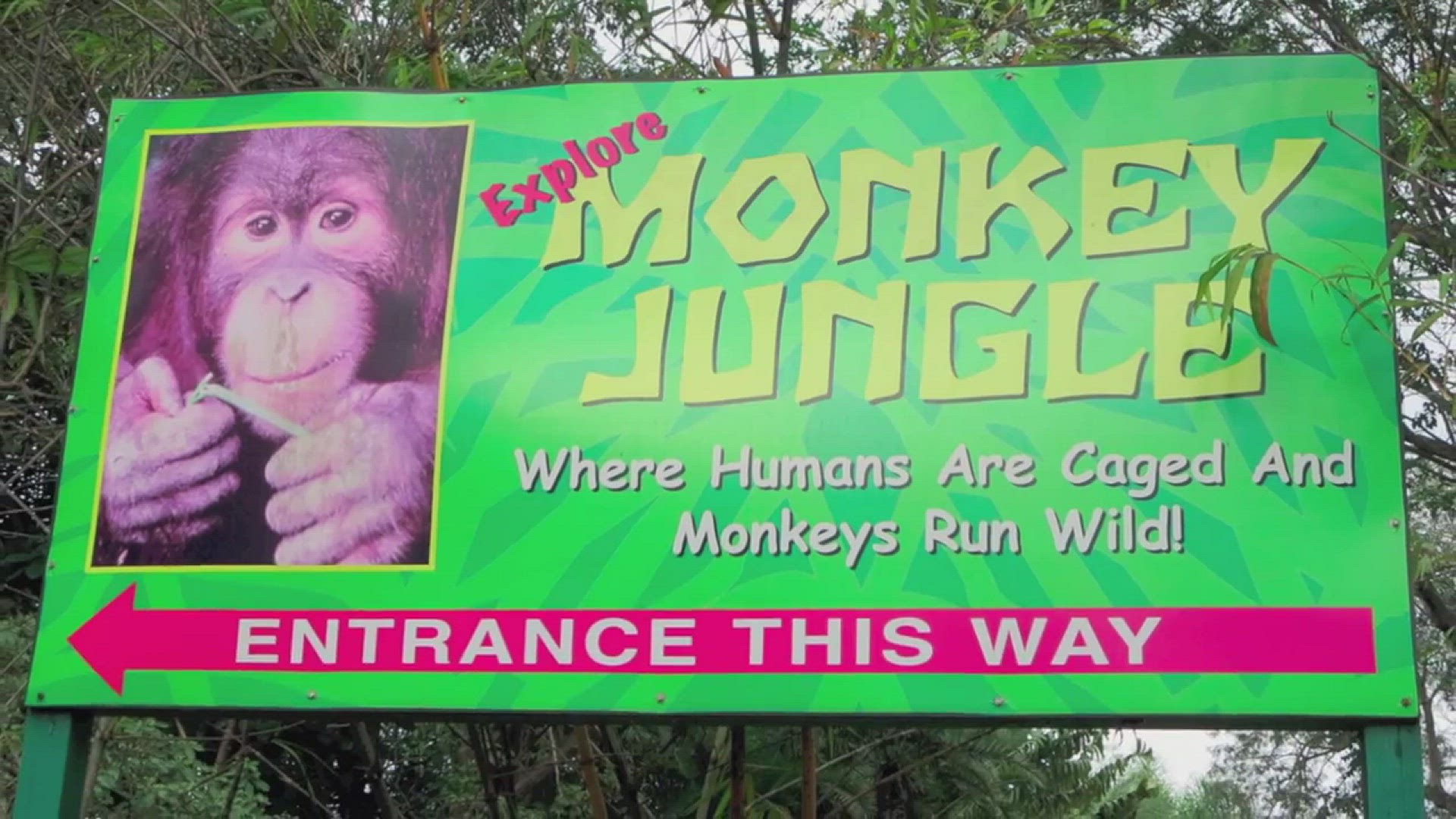 'Video thumbnail for Monkey Jungle Miami Florida'