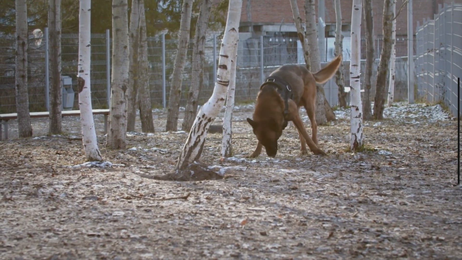 Video thumbnail for How much does it cost to train a dog? - Dog Pricing