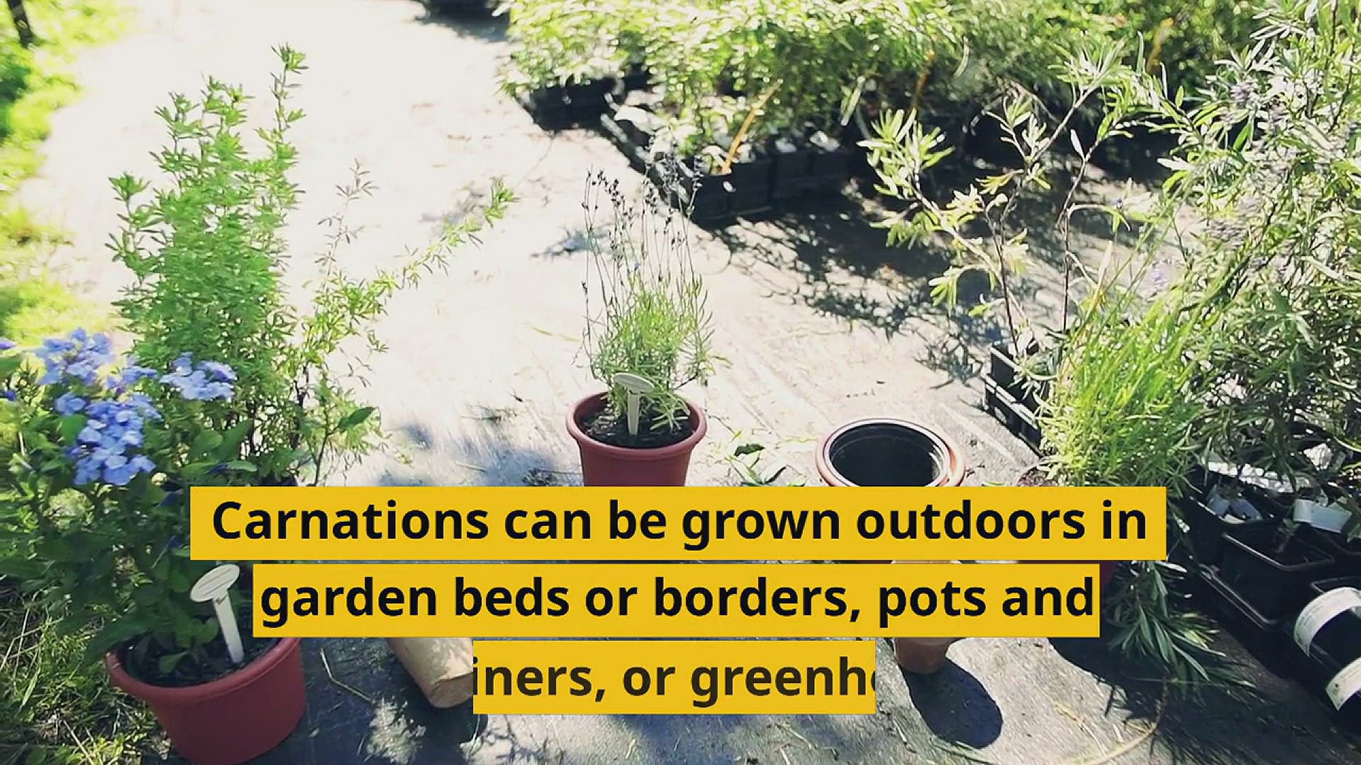 Video thumbnail for Where Do Carnations Grow: A Guide To Their Natural Habitat