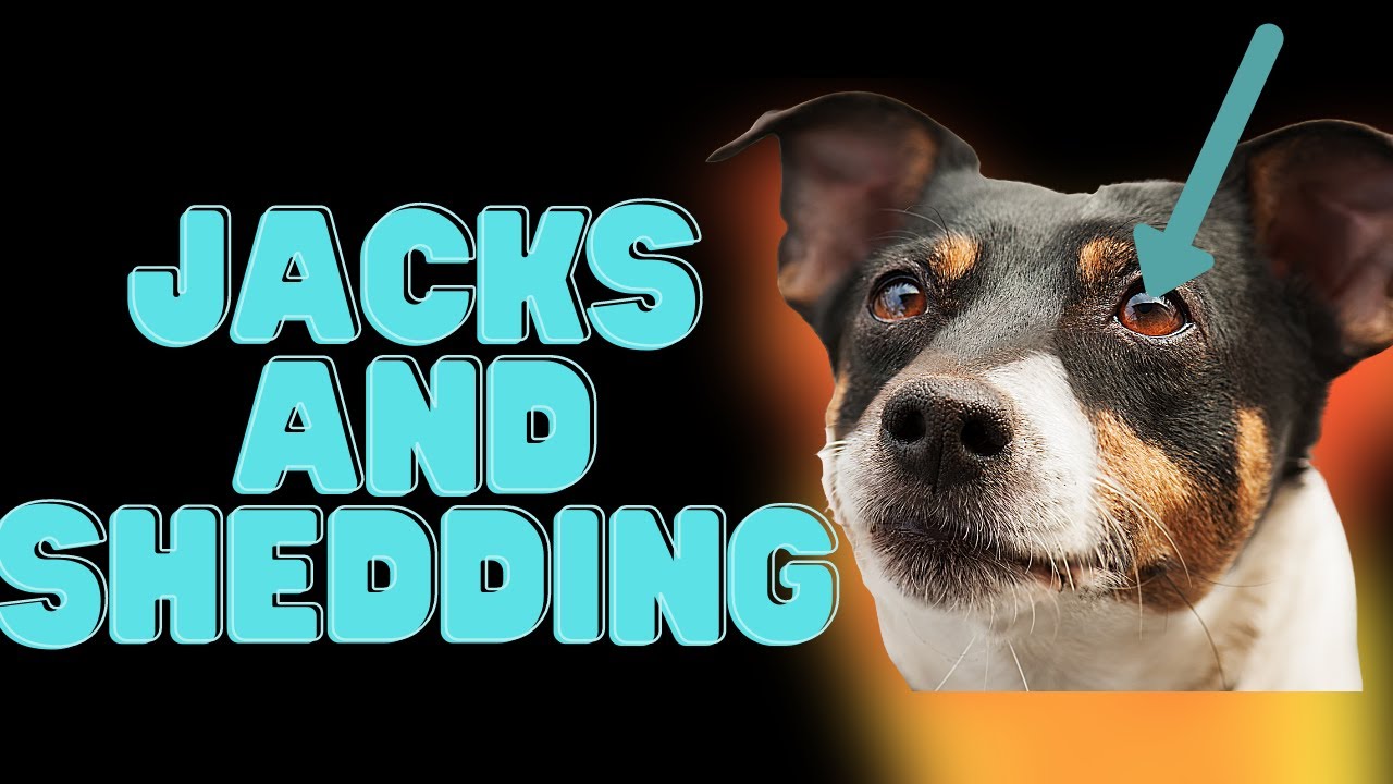 Video thumbnail for Jack Russell Terriers and Shedding (9 Tips For Success)