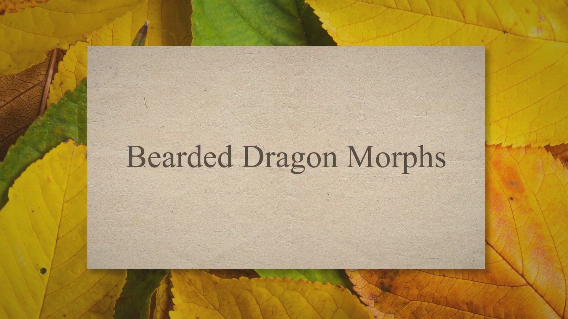 Video thumbnail for 20 Types of Bearded Dragons: Species, Morphs & Color List