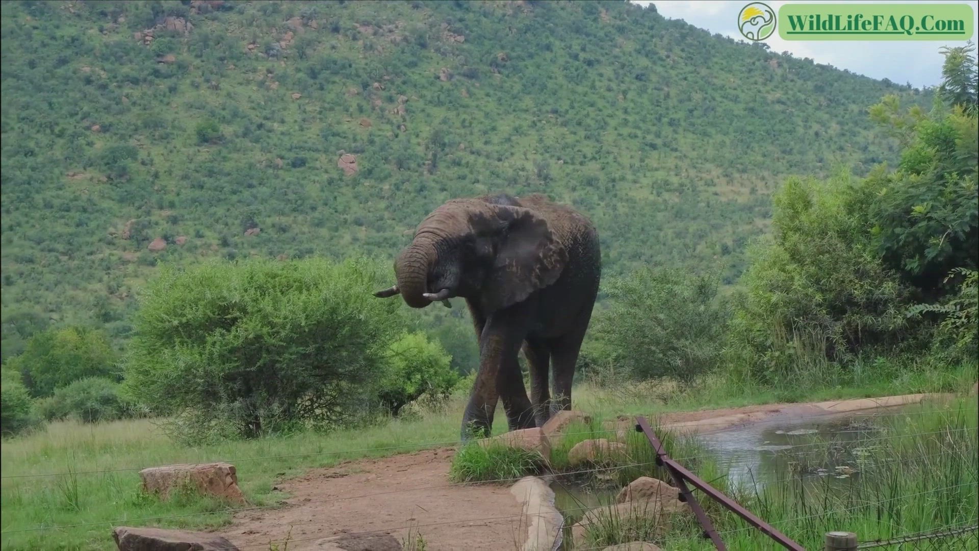 Video thumbnail for WildLIfeFAQ